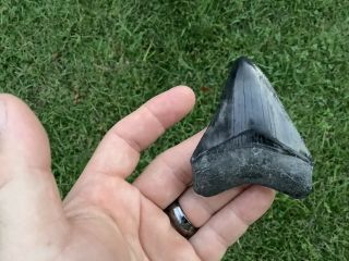 Colorful Serrated 2.  90 " Megalodon Tooth 100 Natural No Restoration