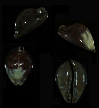 Cypraea Stercoraria Wide Large - Top Seashells -