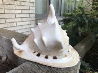 Extra Large King Helmet Conch Seashell Shell Tiger Striped Un - Drilled (10”)