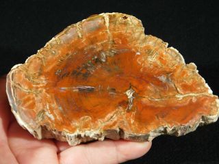 Deep Red Colors A Larger Polished Petrified Wood Fossil From Madagascar 422gr