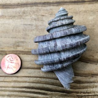 Ecphora Gardnerae Gardnerae Snail Shell Maryland State Fossil