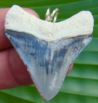 Bone Valley - Megalodon Shark Tooth Necklace - 1 & 11/16 In.  - Real Fossil