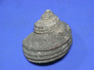 Formosa/shells/turbo Cornutus 69mm.  W/o.  No Spine.  Japan
