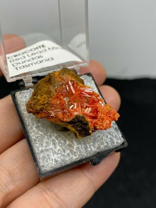 Crocoite Mineral Specimen From Tasmania In Thumbnail Box - Estate Find