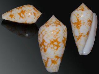 Seashell Conus Textile Auriger Gorgeous Orange Outstanding Gem 40.  4 Mm