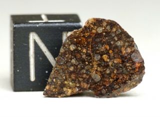 Meteorite Nwa 7170 - L3 (s2/w2) Chondrite - Polished Endcut