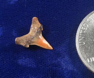 Orange Carcharias Heathi Fossil Cretaceous Sand Shark Tooth Poison Springs,  Co