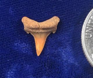 ORANGE Carcharias Heathi Fossil Cretaceous Sand Shark Tooth Poison Springs,  CO 2