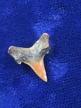 ORANGE Carcharias Heathi Fossil Cretaceous Sand Shark Tooth Poison Springs,  CO 3