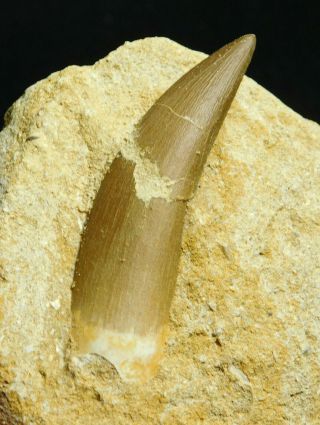 A Big 100 Natural S.  Maroccanus Spinosaurus Tooth Fossil From Morocco 316gr