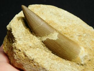 A Big 100 Natural S.  Maroccanus SPINOSAURUS TOOTH Fossil From Morocco 316gr 2