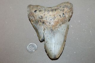 Megalodon Fossil Giant Sharks Teeth Ocean No Repair 5.  53 " Huge Tooth