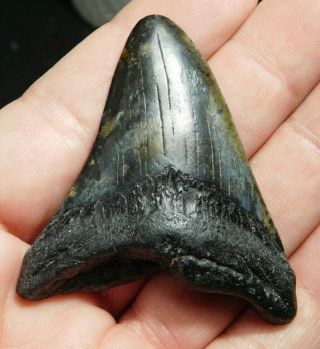 A And 100 Natural Carcharocles Megalodon Shark Tooth Fossil 28.  5gr