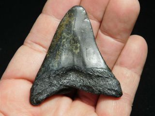 A and 100 Natural Carcharocles MEGALODON Shark Tooth Fossil 28.  5gr 2