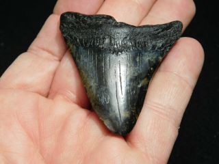 A and 100 Natural Carcharocles MEGALODON Shark Tooth Fossil 28.  5gr 3