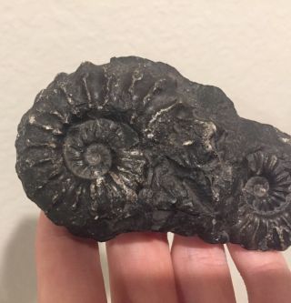 Peru Fossil Ammonites Prolyelliceras and Brancoceras Cretaceous Fossils 2