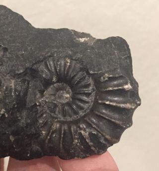Peru Fossil Ammonites Prolyelliceras and Brancoceras Cretaceous Fossils 3