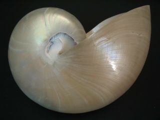 Pearled Beauty.  Nautilus Pompilius 160mm/6 1/2 " Chambered Nautilus Seashell