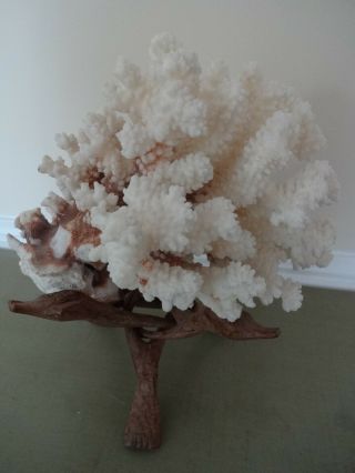 White Branch Coral Sea Shell On Hand Carved Wood Alligator Stand Vtg