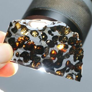 20 Grams Of Kenyan Pallasite Olive Meteorite Diamond Cut Slice From Africa