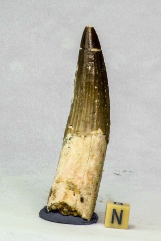 C46 - Sharp Huge Rooted 3.  30 Inch Spinosaurus Dinosaur Tooth Cretaceous Kemkem