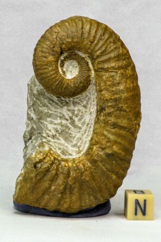 C37 - Great Heteromorph Ammonites Ancyloceras Sp 2.  99 Inch Lower Cretaceous