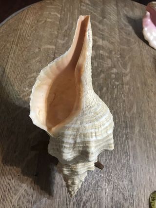 Large Natural Trumpet Conch Sea Shell 11” Vintage Seashell With Wood Display