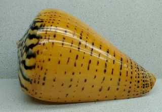 Sea Shell Conus Betulinus 140 Mm.  Length.