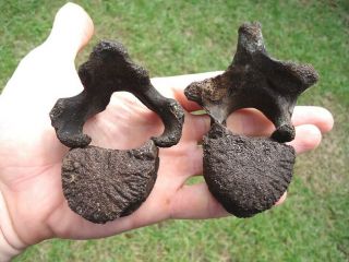 2 Rare Sloth Vertebrae Back Bones Florida Fossils Claw Core Skeleton Tooth Jaw @