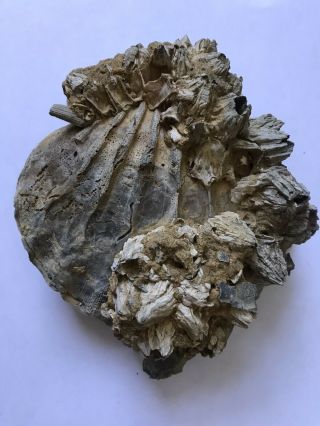 Scallop Shell Barnacles Fossil Virginia Chesapecten Jeffersonius Fully Intact