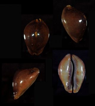 Cypraea Stercoraria Dwarf Rusty - Top Seashells -