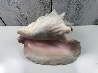 Extra Large Pink Queen Conch Seashell Shell 10 " Slit Harvest Hole Usa Beach