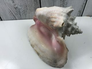 Extra Large Pink Queen Conch Seashell Shell 10 