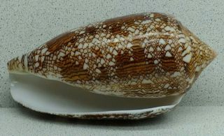 Sea shell conus Textile 122 mm.  length. 2