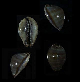 Cypraea Stercoraria Special Colour - Top Seashells -