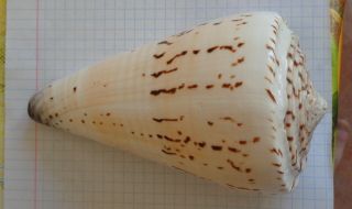 Sea Shell Conus Moncuri 137 Mm.  Length.