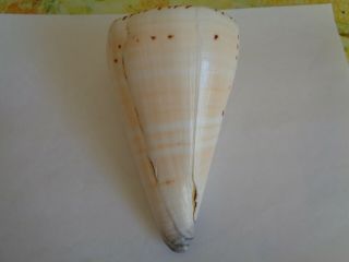 Sea Shell Conus Moncuri 152 Mm.  Length.