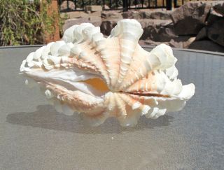 Tridacna Squamosa Ivory/pink Fluted Ruffled Clam Shell Matched Pair,  6 - 1/2 "