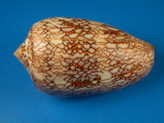 Conus Textile Anakaoensis,  Pattern,  53.  8mm,  Madagascar Shell