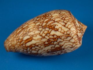 Conus textile anakaoensis,  Pattern,  53.  8mm,  Madagascar Shell 2