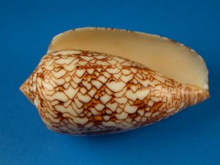 Conus textile anakaoensis,  Pattern,  53.  8mm,  Madagascar Shell 3