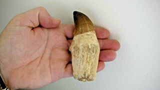 Mosasaur Real Teeth Tooth With Root Fossil Dinosaur Marine