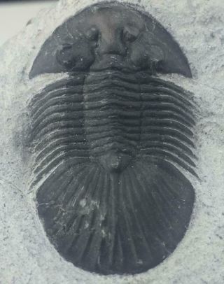 Detailed Scabriscutellum Trilobite Fossil From Morocco