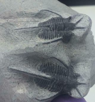 Nicely Preserved Double Cyphaspis Tafilalet Trilobite Fossil From Morocco