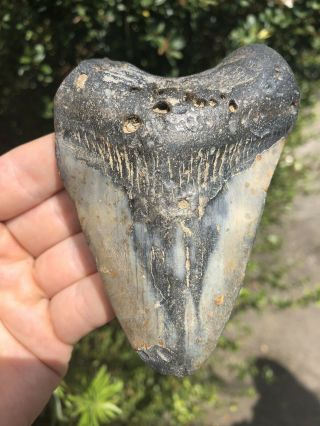 Huge 4.  24” Megalodon Tooth Fossil Shark Teeth Natural No Restoration