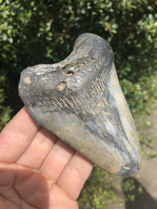 Huge 4.  24” Megalodon Tooth Fossil Shark Teeth Natural No Restoration 2