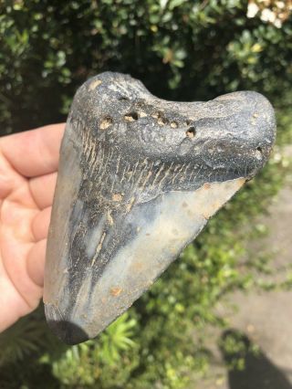 Huge 4.  24” Megalodon Tooth Fossil Shark Teeth Natural No Restoration 3