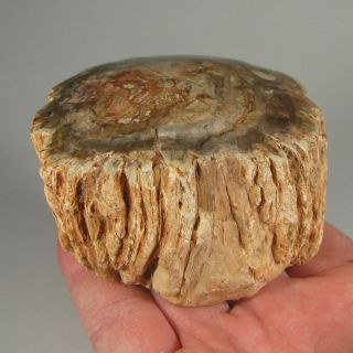 3 " Polished Petrified Wood Branch Slab Fossil Standup - Madagascar