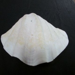 Authentic Large Fluted Giant Clam Tridacna Gigas Ocean Sea Shell 12 " Wide