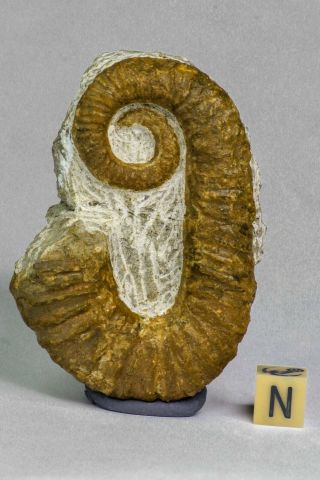 C81 - Great Heteromorph Ammonites Ancyloceras Sp 2.  75 Inch Lower Cretaceous